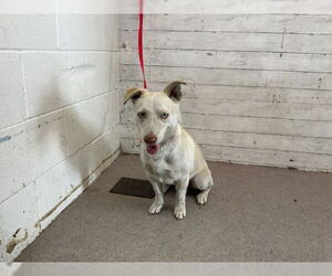 Siberian Husky Dogs for adoption in San Bernardino, CA, USA