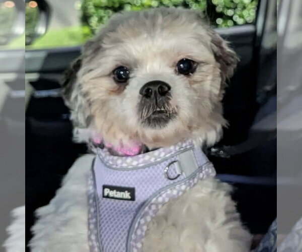 Medium Photo #2 Shih Tzu-Unknown Mix Puppy For Sale in Spring Lake, NC, USA