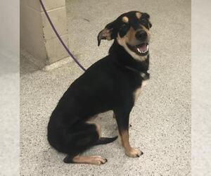 Australian Kelpie-Unknown Mix Dogs for adoption in Conroe, TX, USA