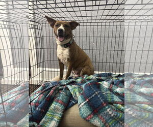 American Staffordshire Terrier-Mountain Cur Mix Dogs for adoption in McCormick, SC, USA