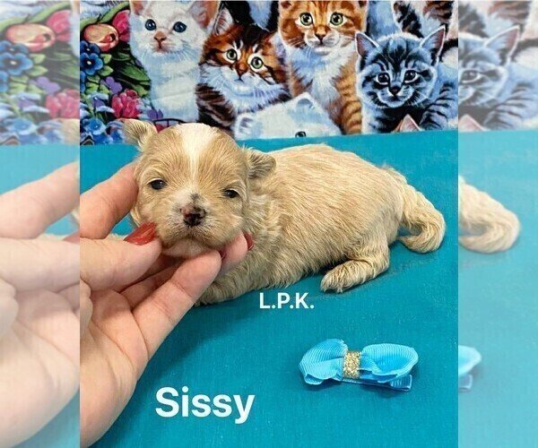 Medium Photo #2 Maltipoo Puppy For Sale in WINNSBORO, LA, USA