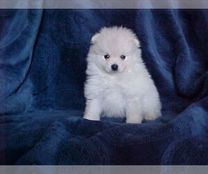 Pomeranian Puppy for sale in APPLE VALLEY, CA, USA