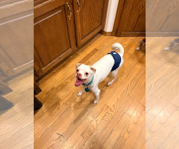 Medium Photo #2 Chihuahua-Unknown Mix Puppy For Sale in New London, WI, USA