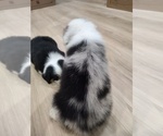 Small Photo #23 Australian Shepherd Puppy For Sale in TUSCUMBIA, AL, USA