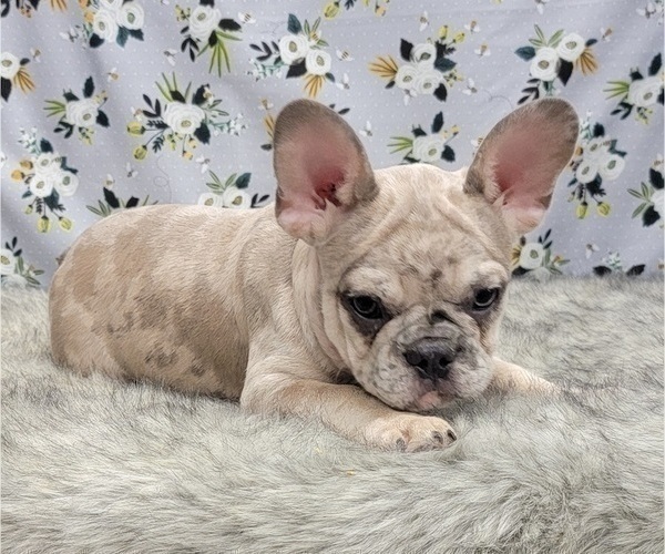 Medium Photo #16 French Bulldog Puppy For Sale in BLAKESBURG, IA, USA