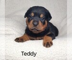 Puppy Teddy Rottweiler