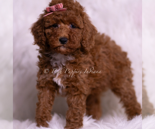 Medium Photo #4 Poodle (Toy) Puppy For Sale in WARSAW, IN, USA