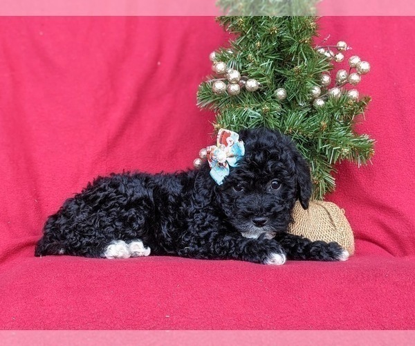 Medium Photo #4 Miniature Labradoodle Puppy For Sale in OXFORD, PA, USA