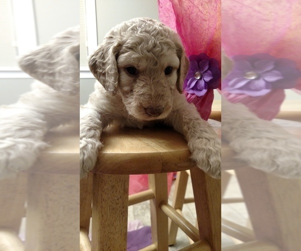 Medium Photo #1 Goldendoodle Puppy For Sale in S WALES, NY, USA