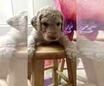Small Photo #1 Goldendoodle Puppy For Sale in S WALES, NY, USA