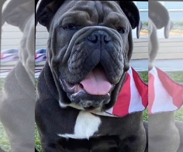 Medium Photo #1 English Bulldog Puppy For Sale in PANORAMA VLG, TX, USA