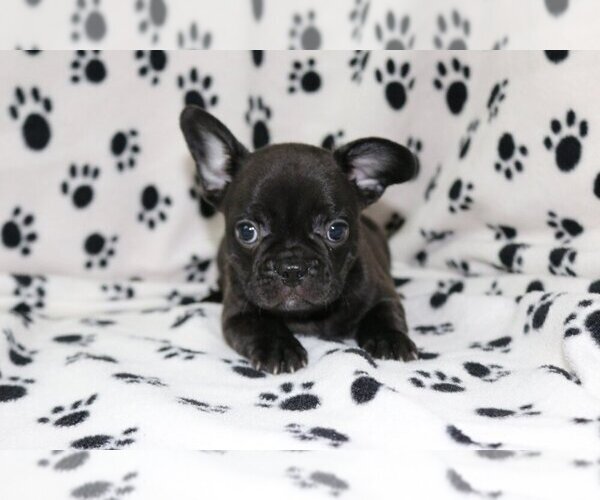 Medium Photo #1 French Bulldog Puppy For Sale in AUSTIN, TX, USA