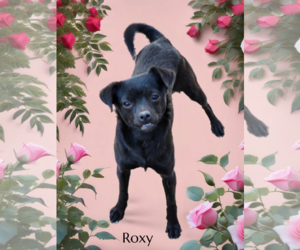 Chihuahua-Unknown Mix Dogs for adoption in Phelan, CA, USA