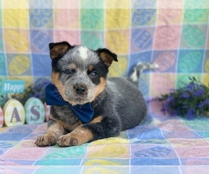Australian Cattle Dog Puppy for sale in LANCASTER, PA, USA