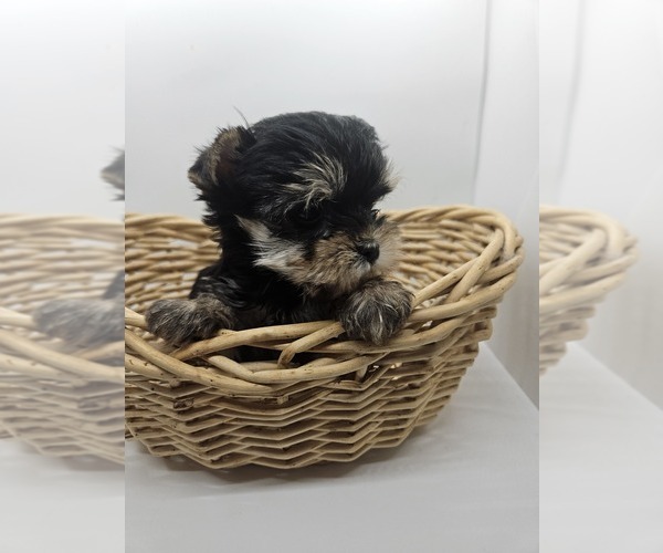 Medium Photo #1 Yorkshire Terrier Puppy For Sale in GRAFTON, OH, USA