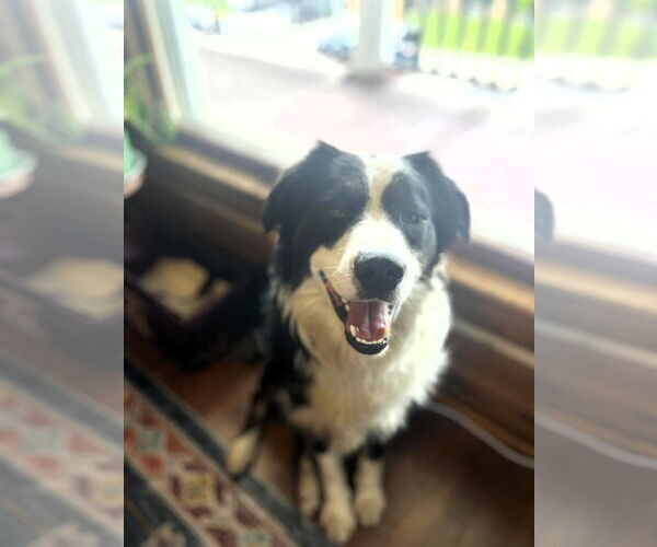 Medium Photo #3 Border Collie-Unknown Mix Puppy For Sale in Hinton, WV, USA