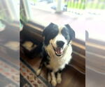 Small #2 Border Collie Mix