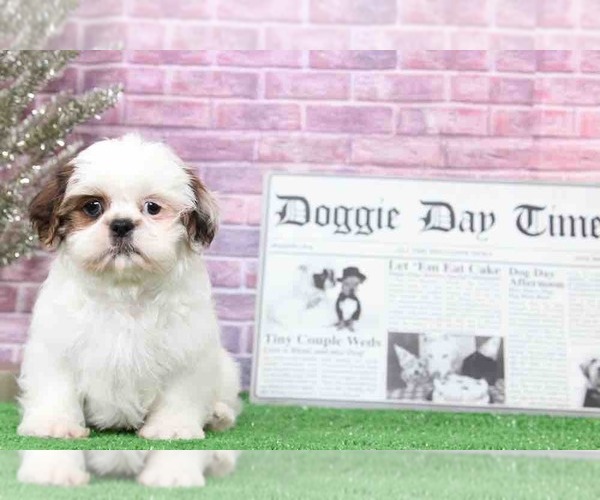Medium Photo #5 Shih Tzu Puppy For Sale in BEL AIR, MD, USA