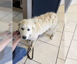 Small #7 Great Pyrenees