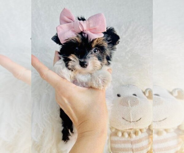 Medium Photo #16 Yorkshire Terrier Puppy For Sale in FT LAUDERDALE, FL, USA