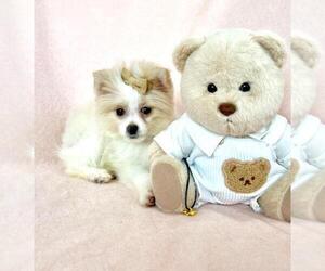 Pomeranian Puppy for sale in PEMBROKE PINES, FL, USA