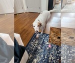 Small #4 English Foxhound Mix