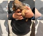 Small Photo #5 Dachshund Puppy For Sale in MORRISVILLE, NC, USA