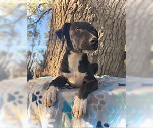 Catahoula Leopard Dog-Unknown Mix Dogs for adoption in Pleasanton, TX, USA
