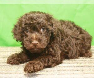 Medium Havanese-Poodle (Toy) Mix