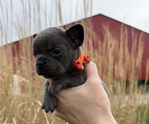 French Bulldog Puppy for sale in OXFORD, OH, USA