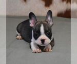 Small #4 French Bulldog