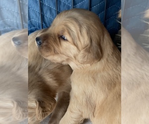 Golden Retriever Puppy for sale in COSHOCTON, OH, USA