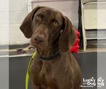 Small #4 German Shorthaired Pointer Mix