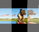 Small Photo #14 American Pit Bull Terrier Puppy For Sale in ABERDEEN, SD, USA