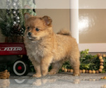 Small Photo #10 Pomeranian Puppy For Sale in NAPPANEE, IN, USA