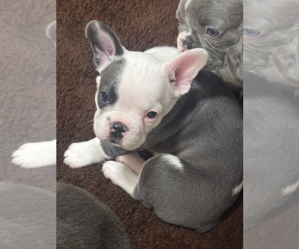 Medium Photo #18 French Bulldog Puppy For Sale in HELENA, MT, USA