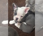 Small Photo #18 French Bulldog Puppy For Sale in HELENA, MT, USA