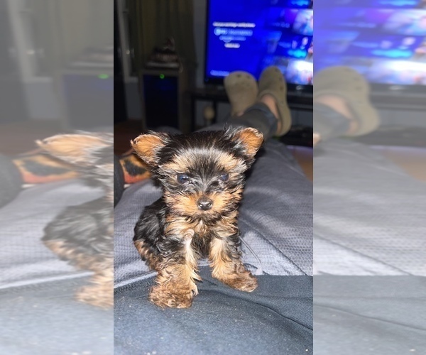Medium Photo #1 Yorkshire Terrier Puppy For Sale in RUSSELLVILLE, AR, USA