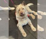 Small #2 Berger Picard Mix