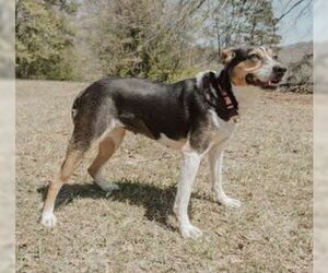 Daisey - Female Jack-A-Bee Dog for Adoption - Photo #4
