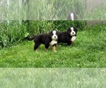 Small #20 Bernese Mountain Dog