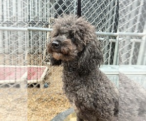 Ash - Male Poodle (Miniature) Dog for Adoption - Photo #2