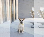Small #9 Cairn Terrier