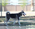 Small #2 Siberian Husky