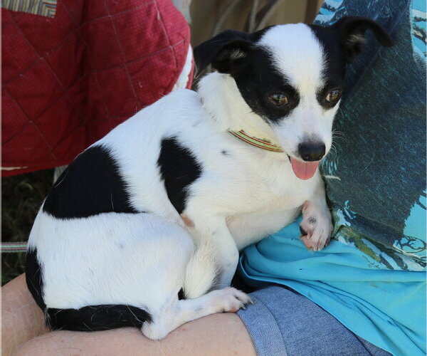 Medium Photo #2 Rat Terrier Puppy For Sale in Bandera, TX, USA