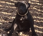 Puppy Kid American Bully-American Pit Bull Terrier Mix