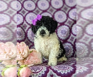 Sheepadoodle Puppy for sale in GLEN ROCK, PA, USA