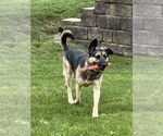 Small #1 German Shepherd Dog Mix