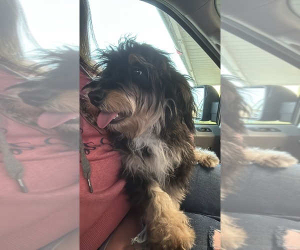 Medium Photo #1 Bernedoodle (Miniature) (+ Poodle Miniature) Puppy For Sale in CARMI, IL, USA