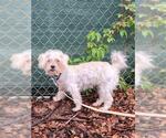 Small Shih Tzu